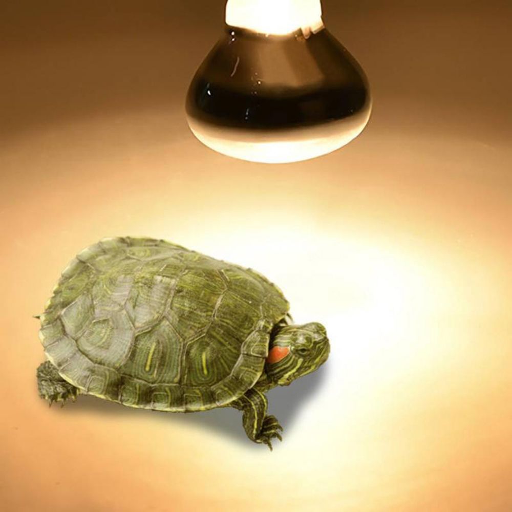 Lâmpada de Aquecimento para An - Basking Bulb Halogen avaliação e preço