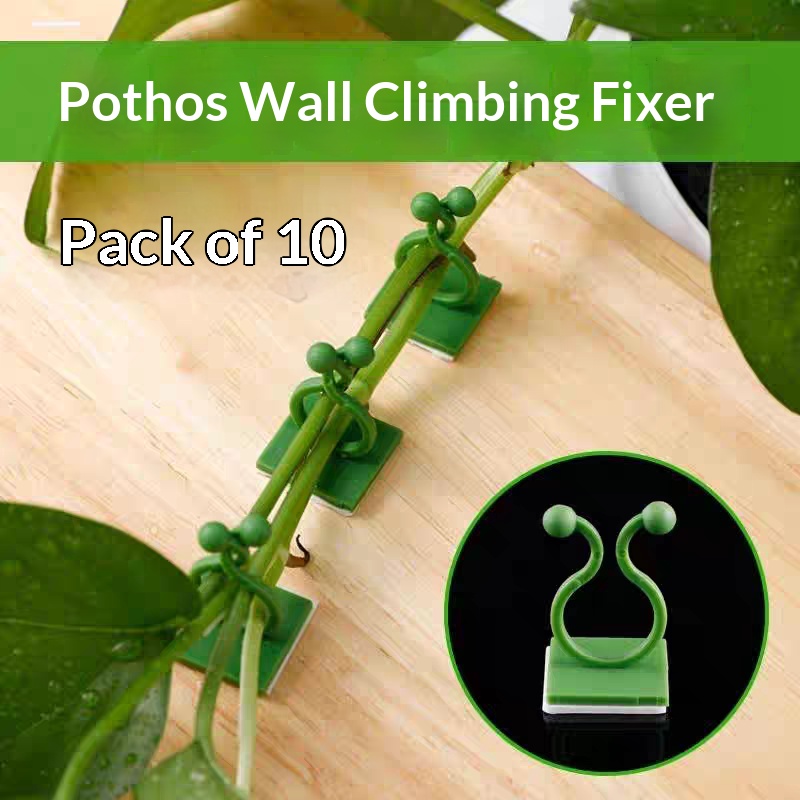 Clipes Autoadesivos para Fixaç - Vine Climbing Plastic avaliação e preço