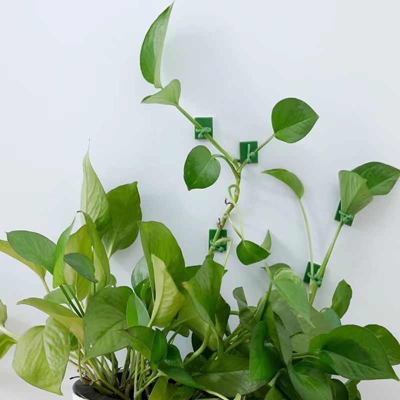 Clipes Autoadesivos para Fixaç - Vine Climbing Plastic avaliação e preço