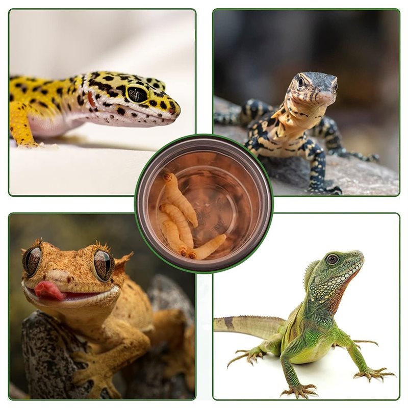 Copos de alimentação e água pa - Water Dish Reptile avaliação e preço
